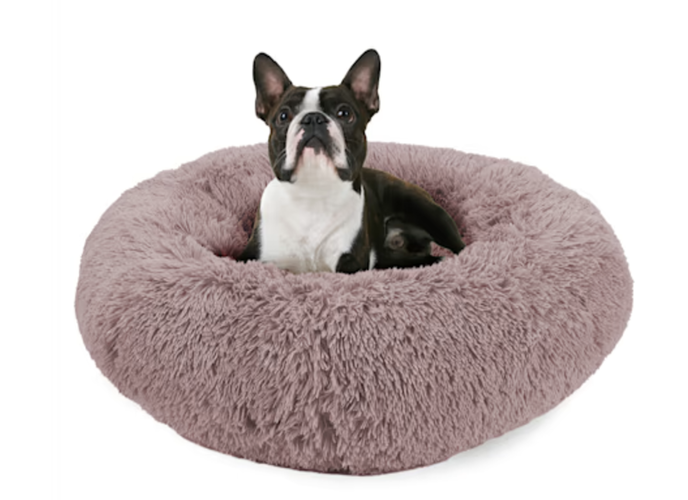 A french bulldog sitting on a pink dog bed.